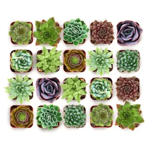 Echeveria Rosette Live Succulent Variety Pack